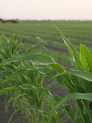 One time consultation